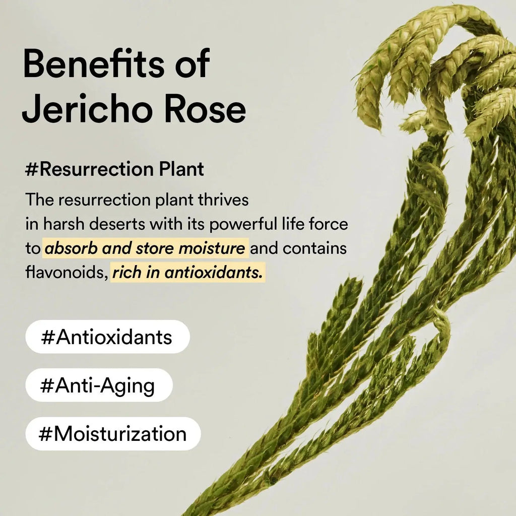 Abib - Collagen Eye Patch Jericho Rose Jelly لصقة العين